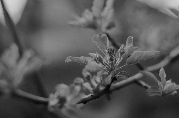 French Manicure Trends Emerge for Spring 2026