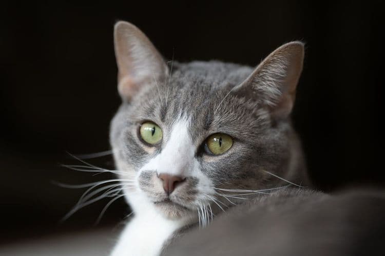 Pixie Cut Resurgence Offers Stylists Versatile Client Options