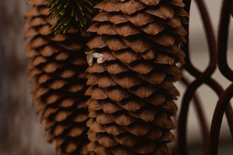 Short Christmas Nail Art: 30 Festive Designs Available