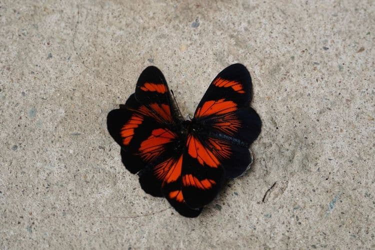 Extensions Education: Spectrum One Launches Butterfly Cut Course