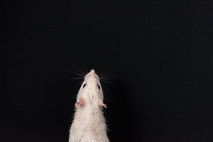 EU Outlines Plan to End Animal Testing for Chemicals