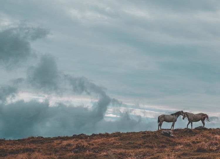 Nail Techs Mark Year of the Horse with 17 Creative Designs