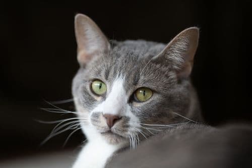 Pixie Cut Resurgence Offers Stylists Versatile Client Options