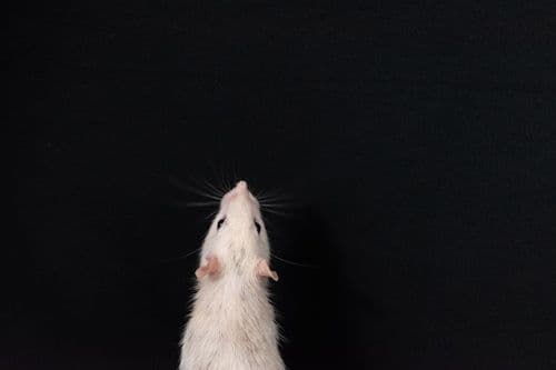 EU Outlines Plan to End Animal Testing for Chemicals