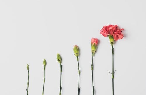 Olivia Garden Earns B Corp Certification for Tools